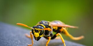 Insektenstiche: 401 ambulante Behandlungen im Kreis Ostholstein
