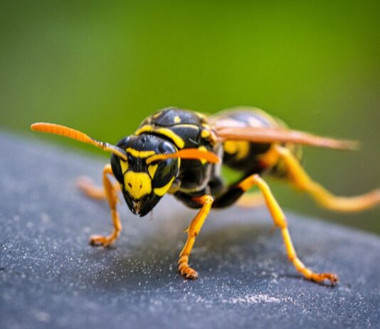 Insektenstiche: 401 ambulante Behandlungen im Kreis Ostholstein