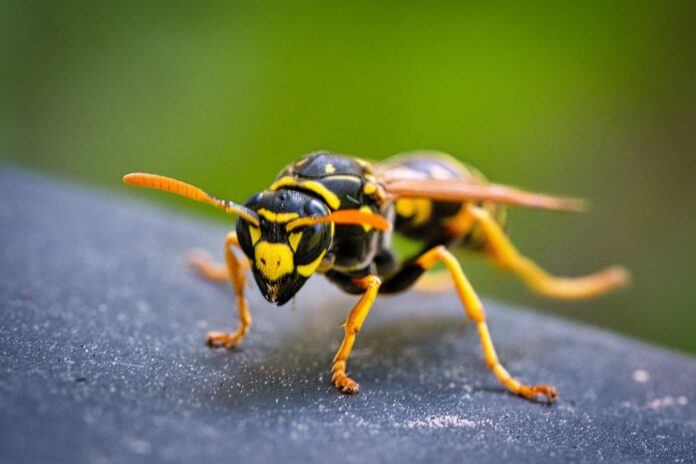 Insektenstiche-2026
