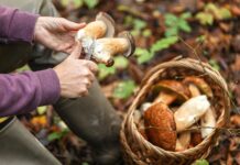 Start der Pilzsaison im Kreis Ostholstein