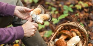 Start der Pilzsaison im Kreis Ostholstein