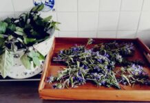 Teevielfalt im und aus dem Garten