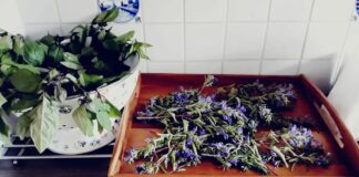 Teevielfalt im und aus dem Garten
