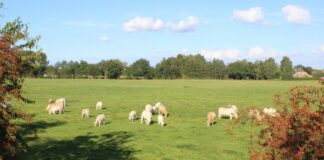 Klares Bekenntnis für eine starke Landwirtschaft