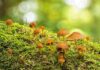 Herbstzeit ist Pilzzeit – bei Eutin