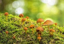 Herbstzeit ist Pilzzeit – bei Eutin