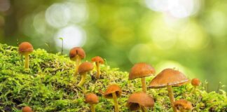 Herbstzeit ist Pilzzeit – bei Eutin