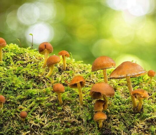 Herbstzeit ist Pilzzeit – bei Eutin